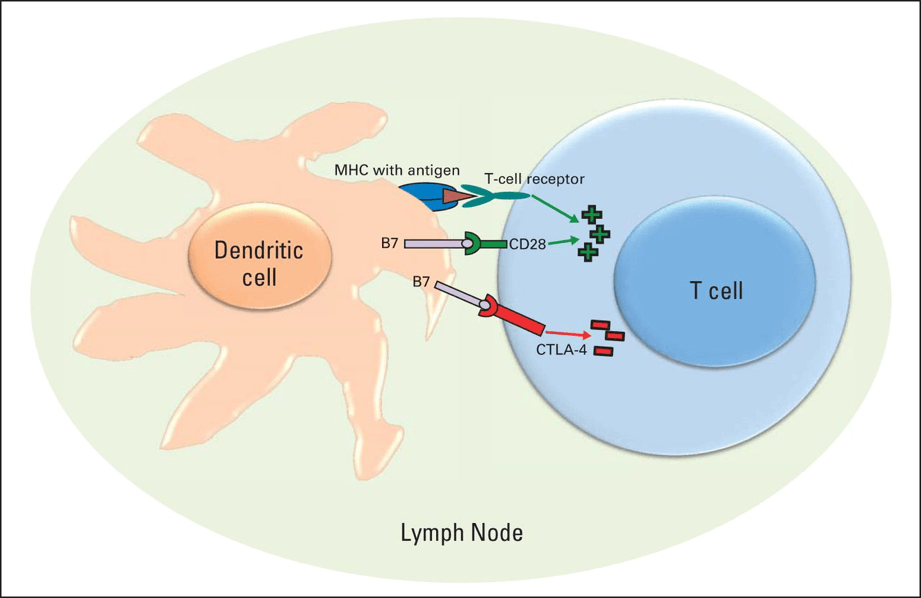 The CD80 (B7) signaling pathway.